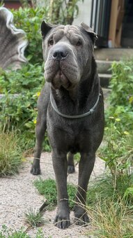 Sharpei bez PP ke krytí - 11