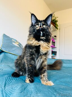 Mainská mývalí s pp - 11