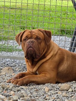 Bordeauxská doga s PP - 11