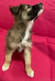 🐾 Exkluzivní štěňata k odběru – silná genetika, skvělé pova - 11