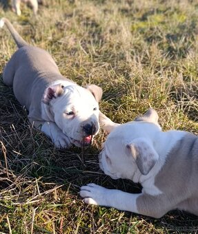 American Bully Standard - 11