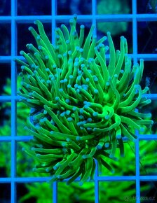 Morske koraly - Nova ponúka - 11