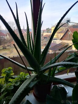 PRODÁM 3 KUSY BANÁNOVNÍKŮ A 4 KUSY ALOE VERA LÉČIVÉ - 11