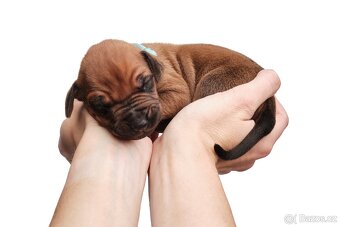 Rhodéský Ridgeback- VOLNÁ fenka a pejsek s PP,ihned k odběru - 11