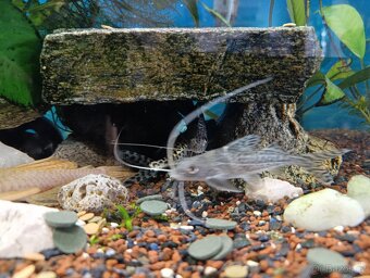 akvarium komplet - 11