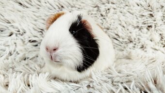 Morče, Morčátko, Morčátka, Morčata - BETTY - 11