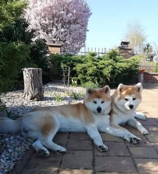 Akita inu - 11