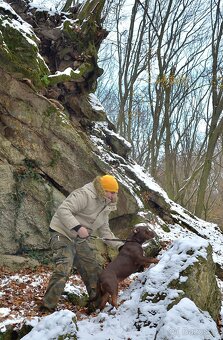 American bully - ch.s. Family Muscle Bullies - 11