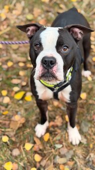 LUCKY K ADOPCI - jemný, přátelský mazel - 11