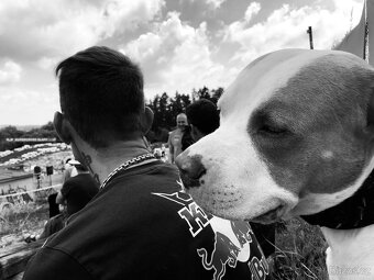 American bully XL krytí - 11