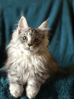 Mainská mývalí sPP - 11