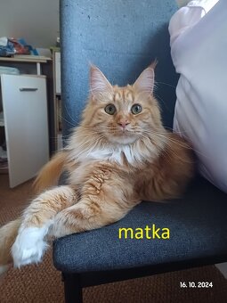 mainská mývalí koťata bez PP - 11