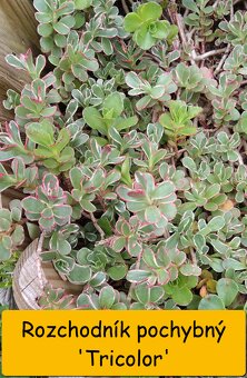 Rozchodník (Sedum) – na skalku i balkón - 11