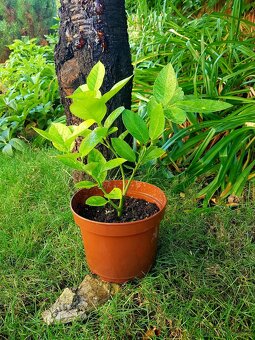 rostliny do zimní zahrady, zimní zahrada, oranžerie - 11