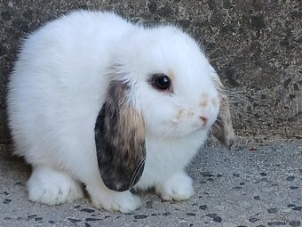 Kouzelná Miminka Anglický Zakrslý Beránek MiniLop✅ - 11