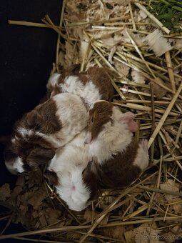 Morčata - miminka. - 11