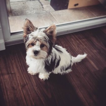 Yorkšírský teriér, Biewer jorkšírský teriér krytí,připuštění - 11