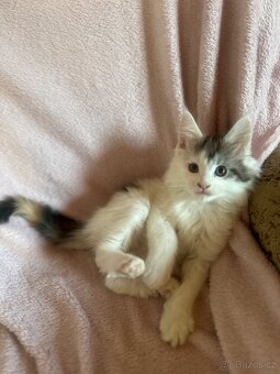 Mainská mývalí kočička - 11