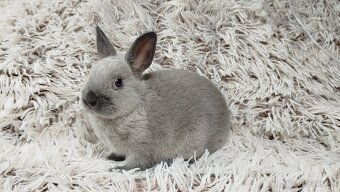Zakrslý králík, králíček - SUZIE - 11