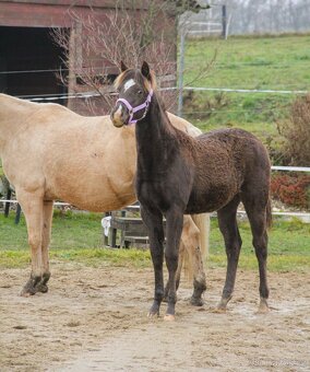 Prodám Appaloosa - 11