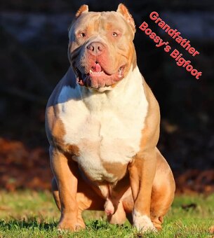 American bully XL XXL - 11