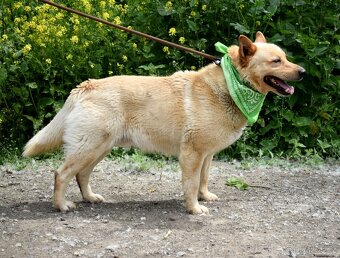 ZIPPY K ADOPCI - 5 LET, VESELÝ, ODDANÝ,ZVĚDAVÝ - 11