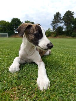 Whippet/vipet štěně s PP FCI - 11
