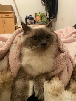 Hledám dočasnou péči pro Ragdoll kočičku - 11