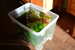 Aquarium Juwel Rio 180 bílá + skříň - 11