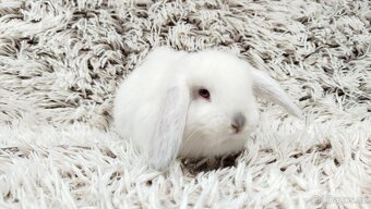 Zakrslý beránek, králíček, králík - MOLLY - 11