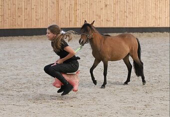 Minihorse klisna - 11