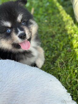 Pomsky / Pomeranian / Husky - 11