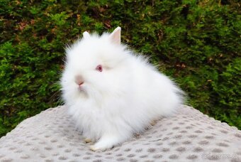 Zakrslý králík, králíček - TEDDY - ONDŘEJ a OTA - 11