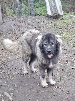 Štenátko Kaukazský ovčiak - 11