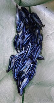 Tlamovci Malawi - 11