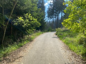 Lesní pozemky Kladruby u Vlašimi - 11