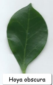 Hoya, voskovka více druhů - 11