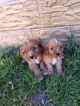 Cavapoo,cavapo - 11