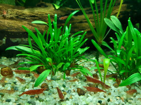 Akvarijní šneci - piskořky a okružáci všech barev - 11