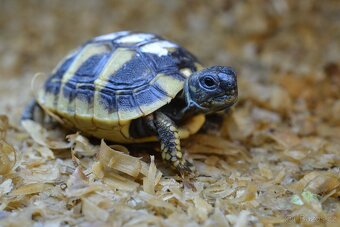 Malé suchozemské želvy + plně vybavená terária - 11