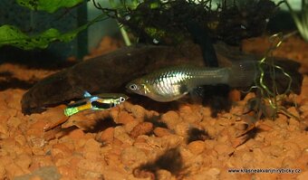 Neonka obecná (Paracheirodon innesi) - 11