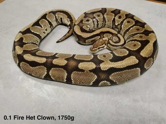 Krajta královská subadult a adult - 11