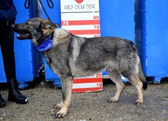 BOLEK K ADOPCI - 1,5 ROKU, PŘÁTELSKÝ,KONTAKTNÍ,HRAVÝ - 11