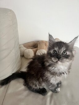 Maine coon s PP - 11