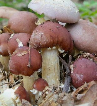 Hlíva ústřičná, plicní, modrá, žlutá, růžová, královská - 11