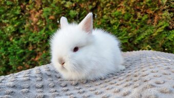 Zakrslý králík, králíček -(TEDDY)-HERBERT A HEIDY - 11