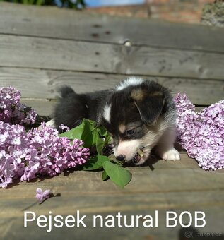 Welsh Corgi Pembroke, s PP FCI, NATURAL BOB - 11