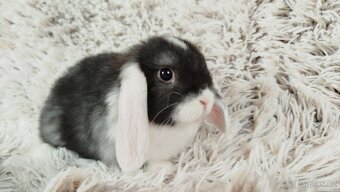 Zakrslý beránek,králík, králíček - ELIŠKA - 11