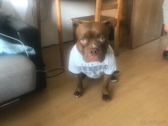 American bully - 11