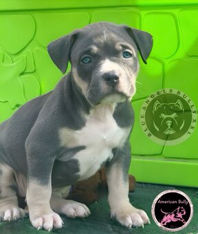 American Bully XL / XXL - 11